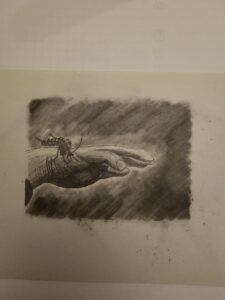 Mosquito
